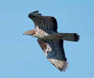 Гоорбис (Согсоот гоорбис)